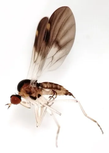 Rhamphomyia nasoni