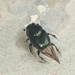 Green-bronze Dung Beetle thumbnail 3