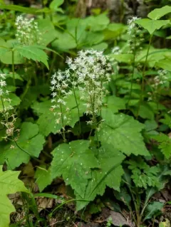 Heartleaf Foamflower thumbnail 3