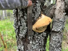 Diamond Willow Fungus thumbnail 2