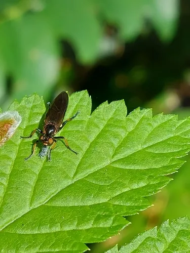 Eudioctria nitida