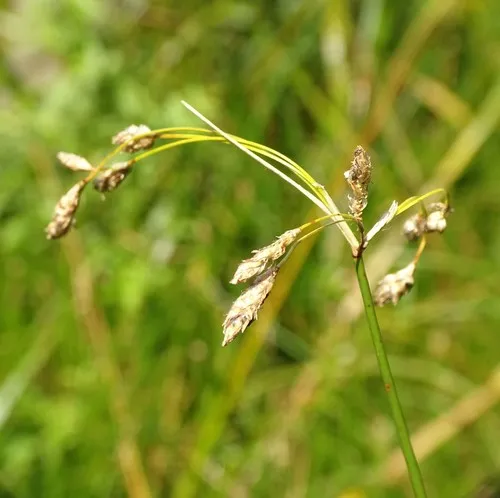 slender bulrush