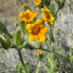 Bristly Fiddleneck thumbnail 3