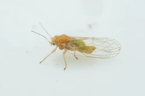 Cacopsylla nordica