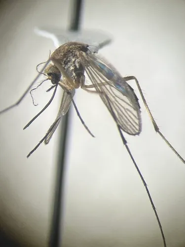 Intruding Mosquito