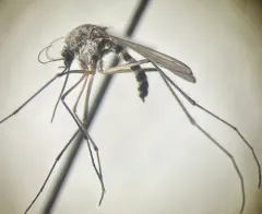 Provoking Mosquito thumbnail 4