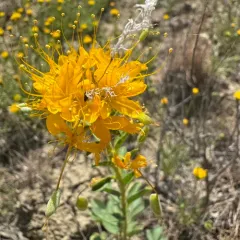 golden beeplant thumbnail 4