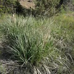 Great Basin Wildrye thumbnail 2