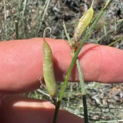 Idaho milkvetch thumbnail 4