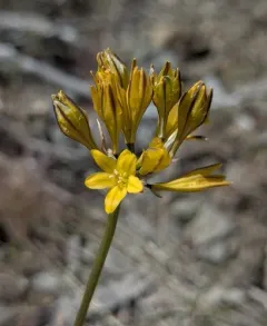 Yellow triteleia thumbnail 3