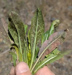 Puccinia thlaspeos thumbnail 3