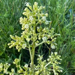 edible valerian thumbnail 4