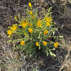 Western Hawksbeard thumbnail 4