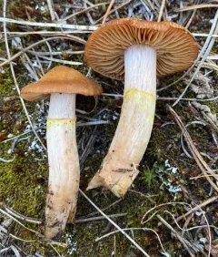 Cortinarius ahsii thumbnail 4