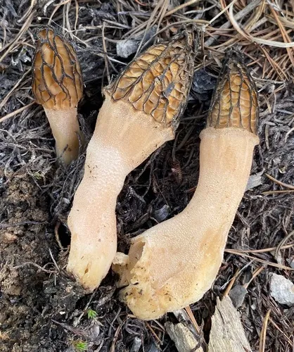 Morchella laurentiana