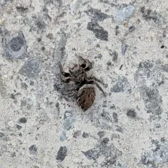 Proszynski's Jumping Spider thumbnail 4