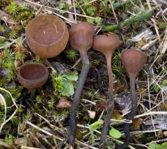 Myriosclerotinia caricis-ampullaceae thumbnail 3