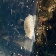 Fuzzy Onchidoris thumbnail 4