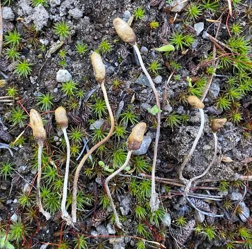 Galeropsis polytrichoides