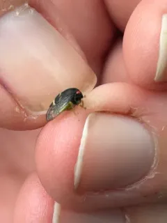 Cyrtolobus auroreus thumbnail 1