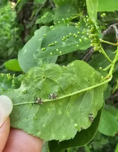 Hawthorn Lace Bug thumbnail 4