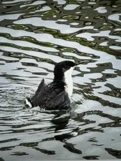 Scripps's Murrelet thumbnail 3