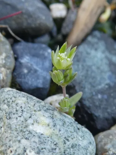 annual sandwort
