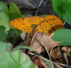 wintergreen rust thumbnail 3