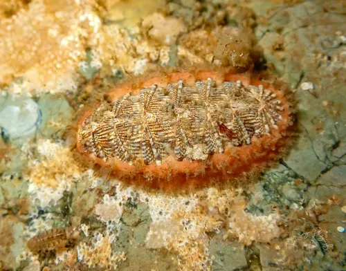 Mopalia imporcata