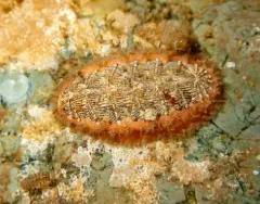 Mopalia imporcata thumbnail 1