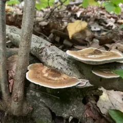 Thin-walled Maze Polypore thumbnail 3