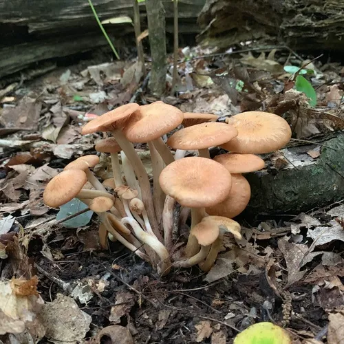 Ringless Honey Mushroom