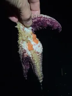 Vibrio pectenicida thumbnail 2