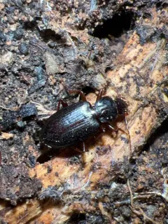 Calathus advena thumbnail 1
