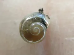 Pellucid Glass-snail thumbnail 4