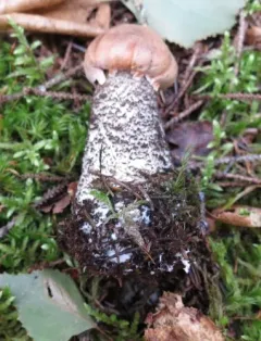 Leccinum atrostipitatum thumbnail 3
