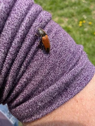 Poplar Click Beetle