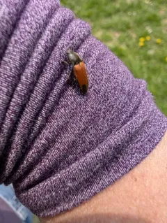 Poplar Click Beetle thumbnail 1