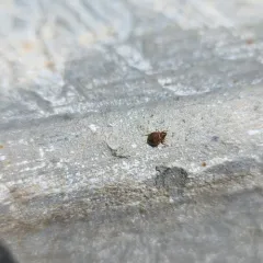 swallow nest bug thumbnail 2