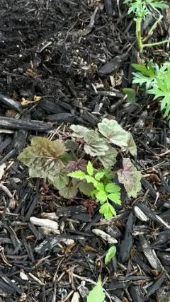 coralbells thumbnail 2