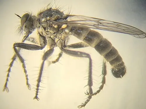 Lasiopogon yukonensis