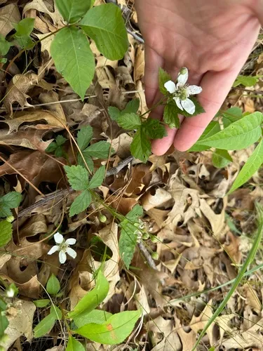 dryslope dewberry
