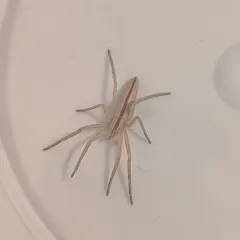 Maritime Running Crab Spider thumbnail 4