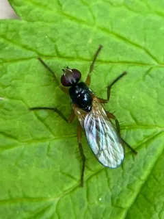 Cordilura setosa thumbnail 1