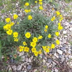 Hairy False Goldenaster thumbnail 2