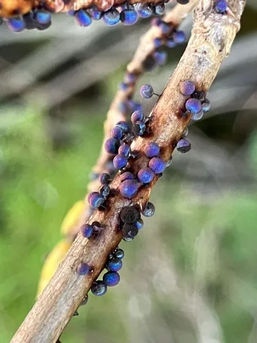 Lamproderma pulveratum