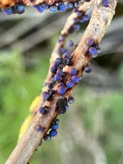 Lamproderma pulveratum thumbnail 1