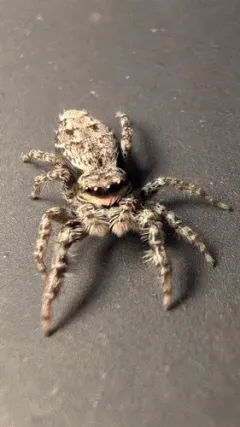 Fencepost jumping spider thumbnail 1