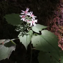 Common Blue Wood Aster thumbnail 2