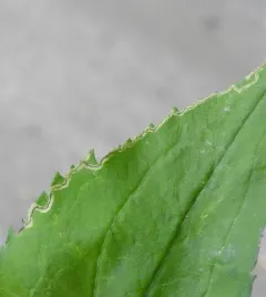 Liriomyza eupatorii thumbnail 4